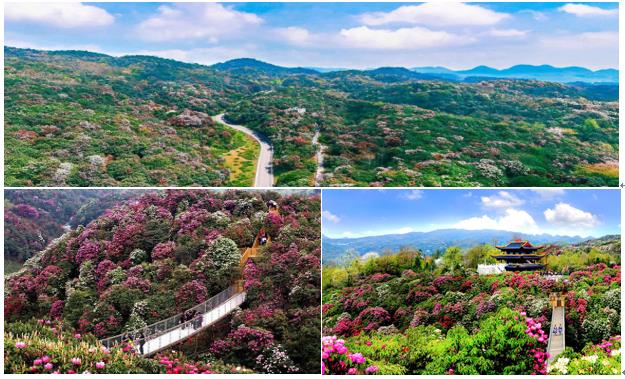 百里杜鵑（國家5A級旅游景區）